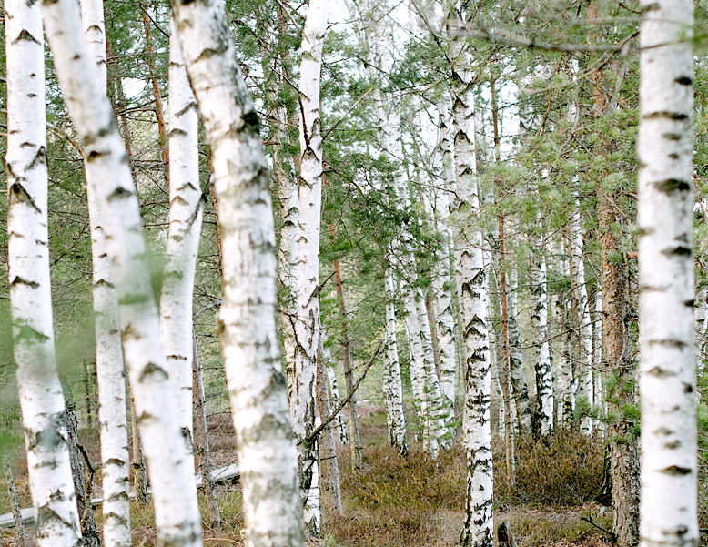 Birch_778x601